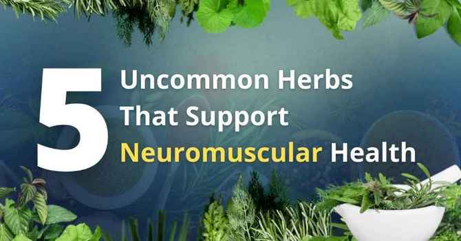 5 Uncommon Herbs That Support Neuromuscular Health image